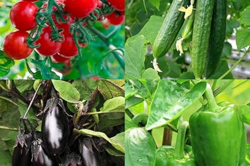 秋収穫野菜セット